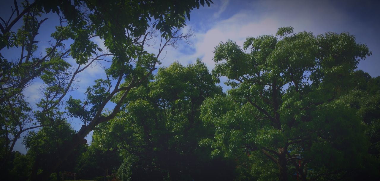 tree, low angle view, growth, sky, tranquility, nature, beauty in nature, tranquil scene, scenics, green color, cloud - sky, outdoors, no people, day, lush foliage, idyllic, cloud, non-urban scene, non urban scene, green, blue