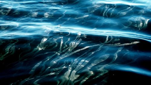 Full frame shot of jellyfish swimming in water