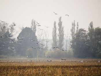 Birds flying over field against sky