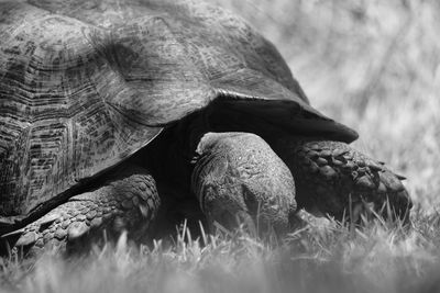 Close-up of a turtle in the field