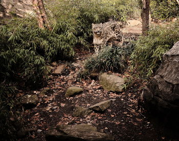 View of cat on field in a forest