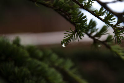 Close-up of pine tree branch