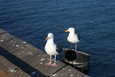 High angle view of seagull perching on pier