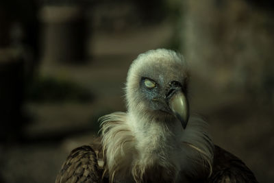 Close-up portrait of owl