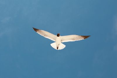 Low angle view of seagull flying