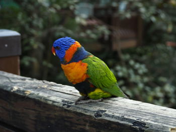 Close-up of parrot perching on wood