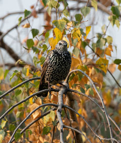 Low angle view of bird perching on tree