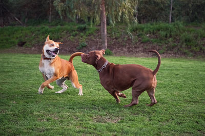 Dogs running on grassy field