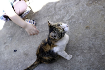 High angle view of hand holding cat