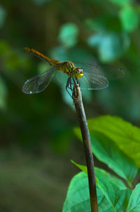 Close-up of insect on leaf