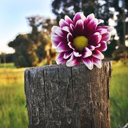 Close-up of pink flower on wooden post