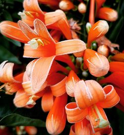 Close-up of orange flowers blooming outdoors