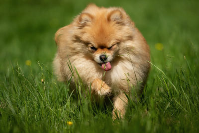 Dog lying on grass