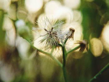 Close-up of wilted plant