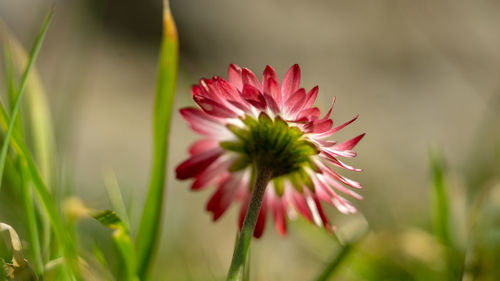 Close-up of pink flower