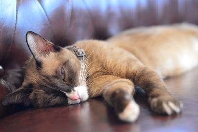 Close-up of cat sleeping