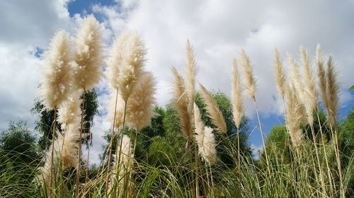 Low angle view of plants growing on field