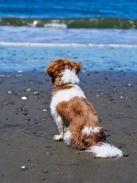 Dog sitting on beach