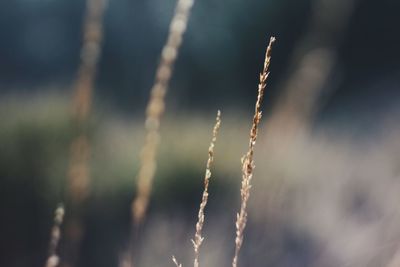 Close-up of plant against sky