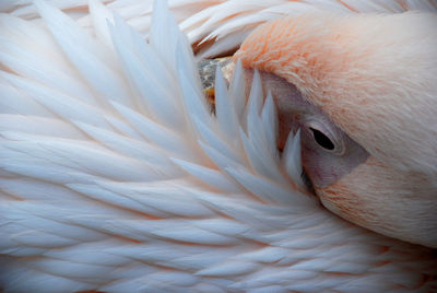 High angle view of a bird