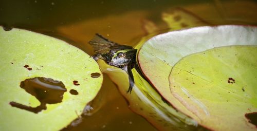 Close-up of insect on leaf