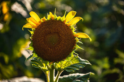 sunflower