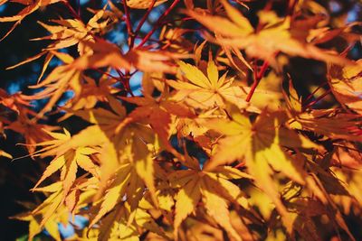 Close-up of autumnal leaves