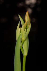 Close-up of iris flower bud