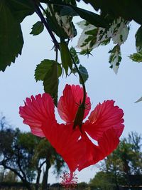 Low angle view of red hibiscus on plant