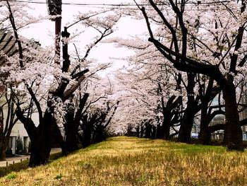 Trees on field against sky