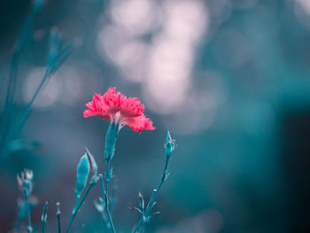 Close-up of pink flowering plant