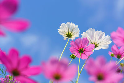 Cosmos colorful flower in the beautiful garden.