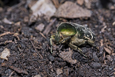 Close-up of insect on land