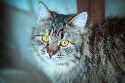 Close-up portrait of a cat