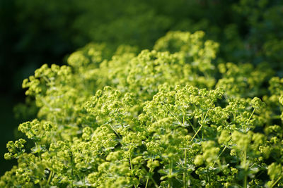 Full frame shot of plants