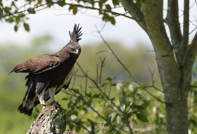 Low angle view of eagle perching on tree