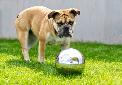 Dog with silver ball in the grass