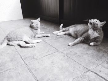 Cat sitting on floor