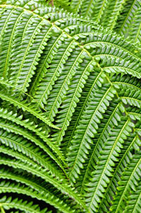 Close-up of fern