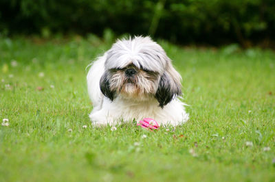 Dog on grass