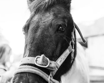 Close-up of a horse looking away