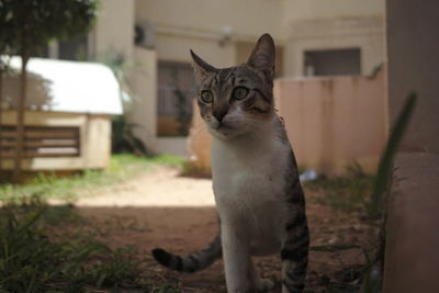 Portrait of cat looking at camera