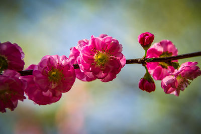 Close-up of pink cherry blossoms