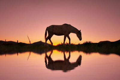 Silhouette horses on lake