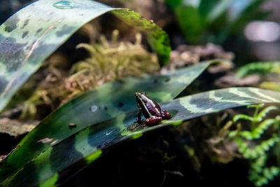 Close-up of insect on leaf