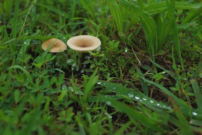 Close-up of mushroom growing on field