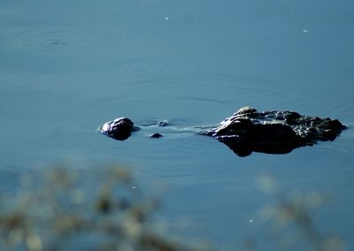 High angle view of fish swimming in sea