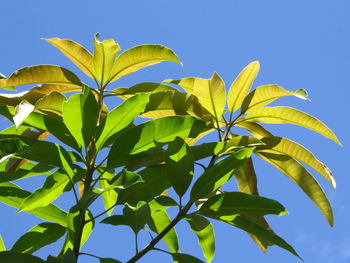 Low angle view of leaves against blue sky