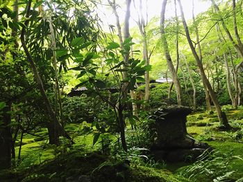 Trees in forest