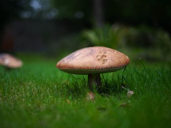 Close-up of mushroom growing on field